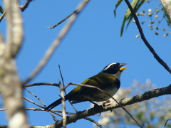 Arremon semitorquatus