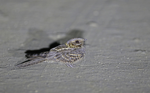 Chotacabras cuellirrojo (Caprimulgus ruficollis)