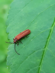 Lopheros rubens