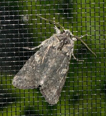 Lithophane laticinerea