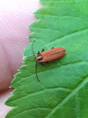 Lopheros rubens
