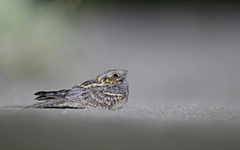 Caprimulgus ruficollis