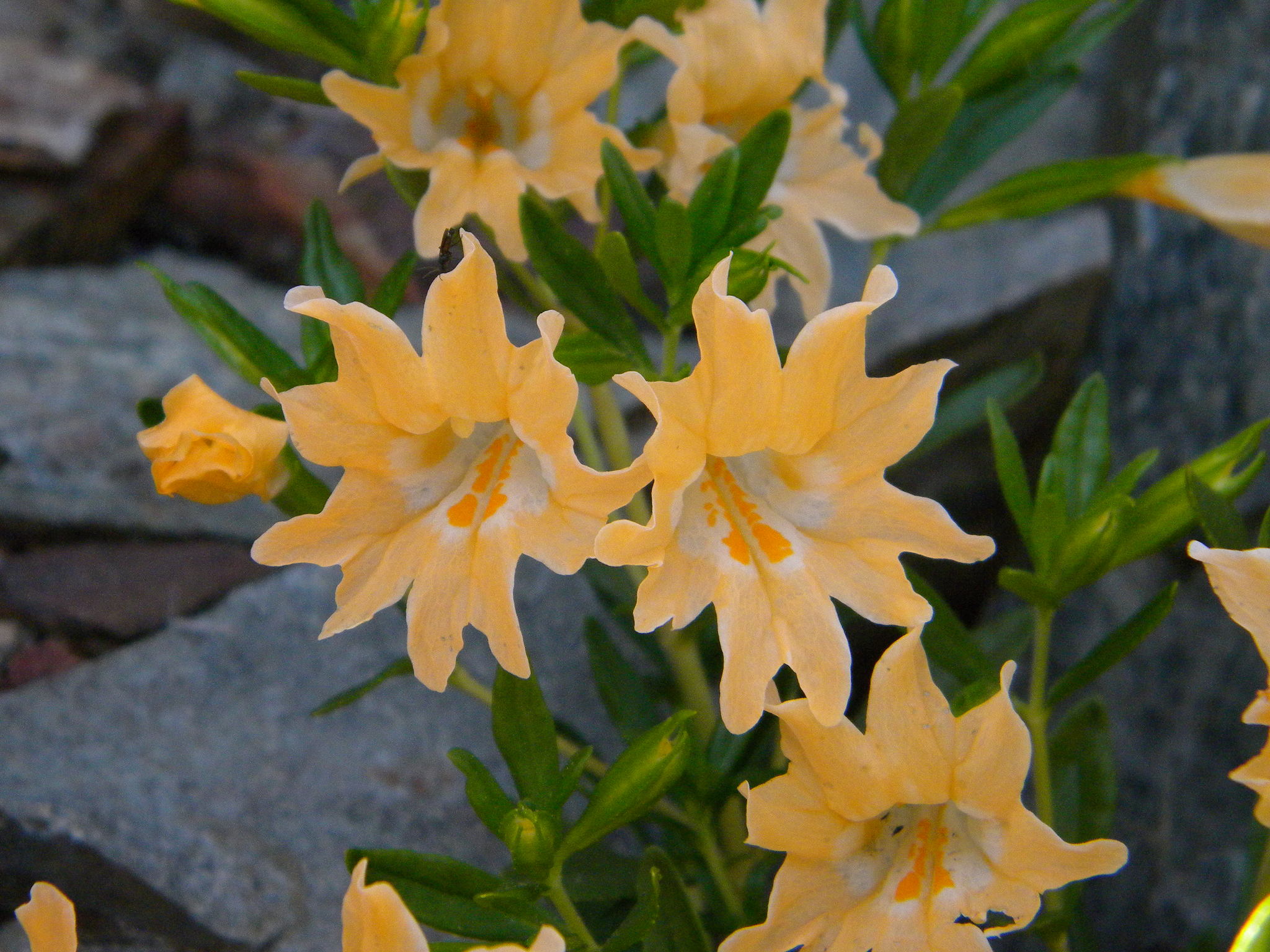 Diplacus grandiflorus