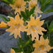 Largeflower Bush Monkeyflower - Photo (c) mhays, some rights reserved (CC BY-NC), uploaded by mhays