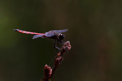 Austrothemis nigrescens