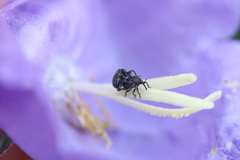 Cleopomiarus graminis