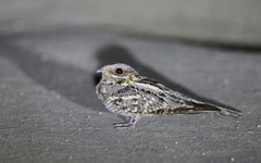 Caprimulgus ruficollis