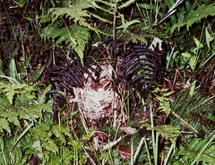 Myioborus melanocephalus