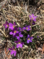 Primula angustifolia