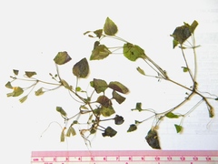 Erythranthe hymenophylla