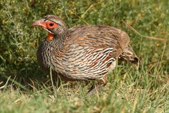 Pternistis rufopictus