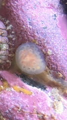 Aplidium glabrum