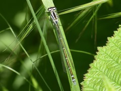 Coenagrion puella