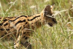 Leptailurus serval lipostictus