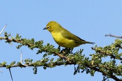 Zosterops flavilateralis