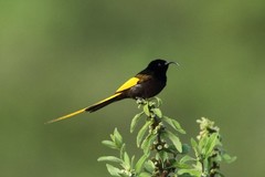 Drepanorhynchus reichenowi