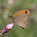 Persian Meadow Brown - Photo (c) rolfvanl1, some rights reserved (CC BY-NC), uploaded by rolfvanl1