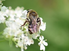 Andrena proxima
