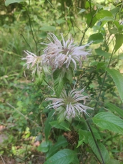 Monarda stipitatoglandulosa