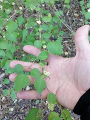 Plagianthus regius regius