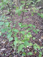 Plagianthus regius regius