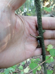 Plagianthus regius regius