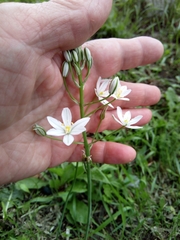 Ornithogalum arcuatum