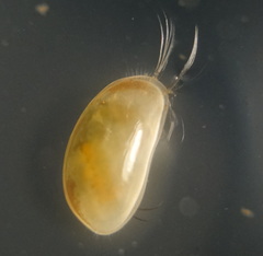 Cyprididae