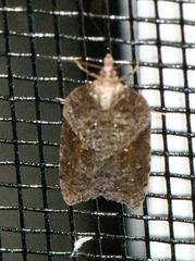 Acleris celiana
