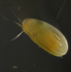 Cyprididae