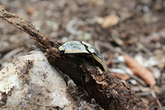 Chalcolepidius rugatus