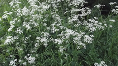Anthriscus sylvestris