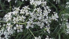 Anthriscus sylvestris