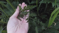 Anthriscus sylvestris