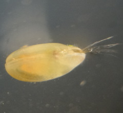 Cyprididae