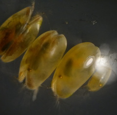 Cyprididae