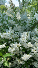 Deutzia gracilis