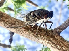 Diceroprocta digueti