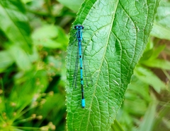 Coenagrion puella