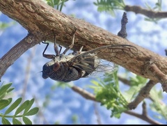 Diceroprocta digueti