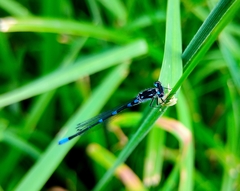 Coenagrion pulchellum