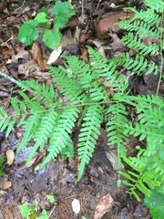Pteridium caudatum