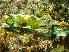 Miamira flavicostata