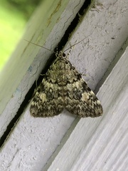 Catocala lineella