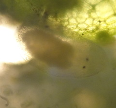 Macrostomum