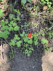Aquilegia elegantula