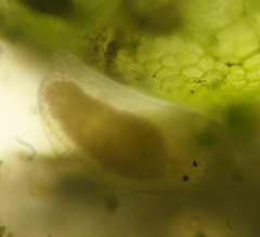 Macrostomum