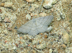 Digrammia eremiata