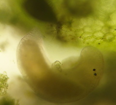 Macrostomum