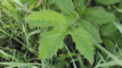 Filipendula ulmaria